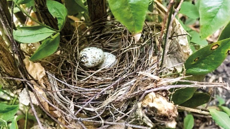 The Pimento eggs in a nest.