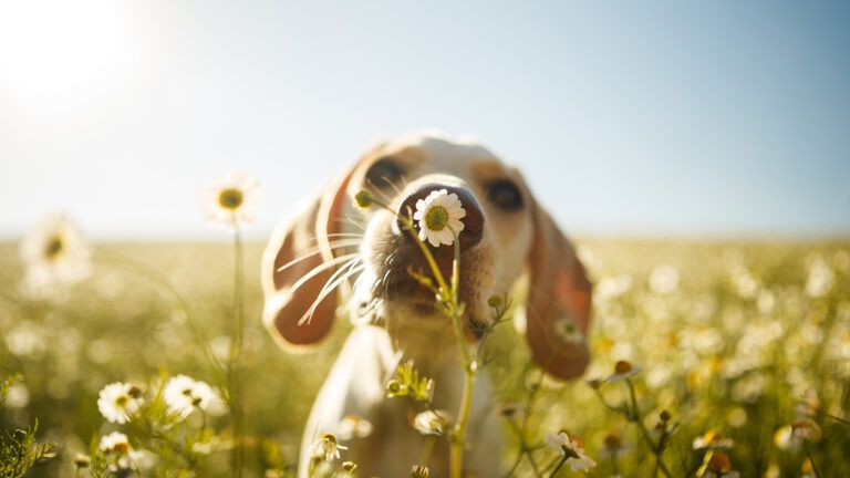 A dog pauses to smell a flower on a spring day