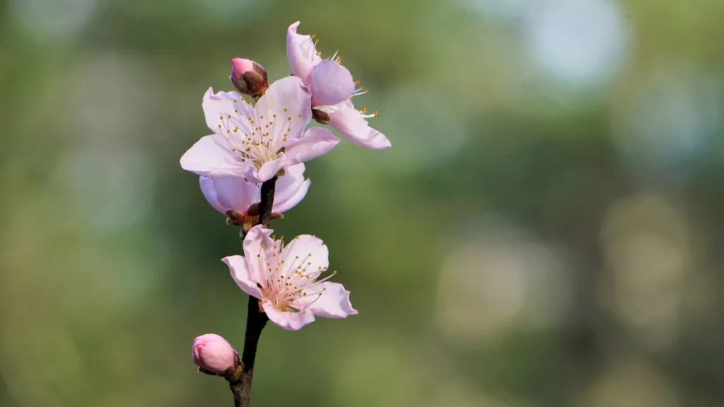 flowering_fruit_tree