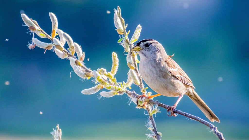 Sparrow in the spring