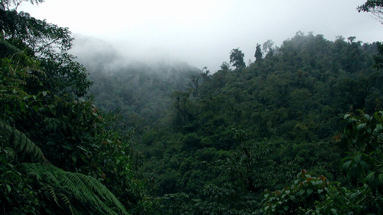 Cloud Forest in Veracruz, Mexico.