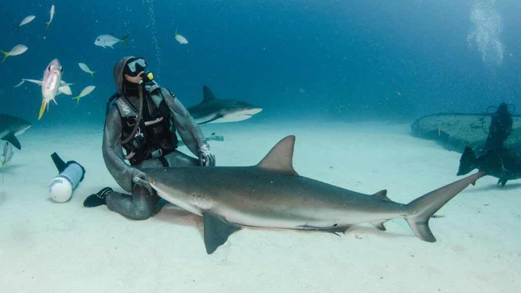 Zenato underwater with a shark.