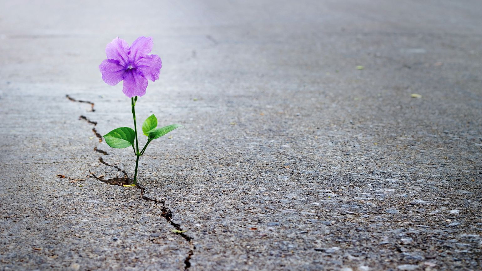 A purple flowers growing through cement.
