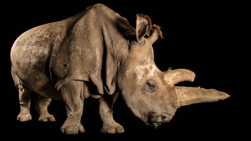 Nabire, a female northern white rhinoceros.