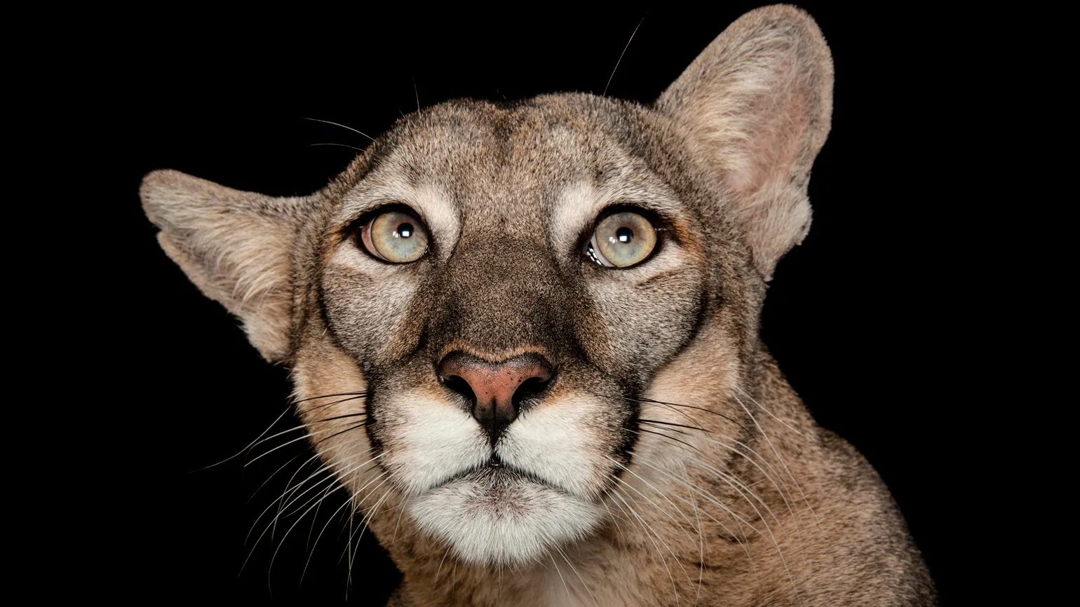 A Florida panther.