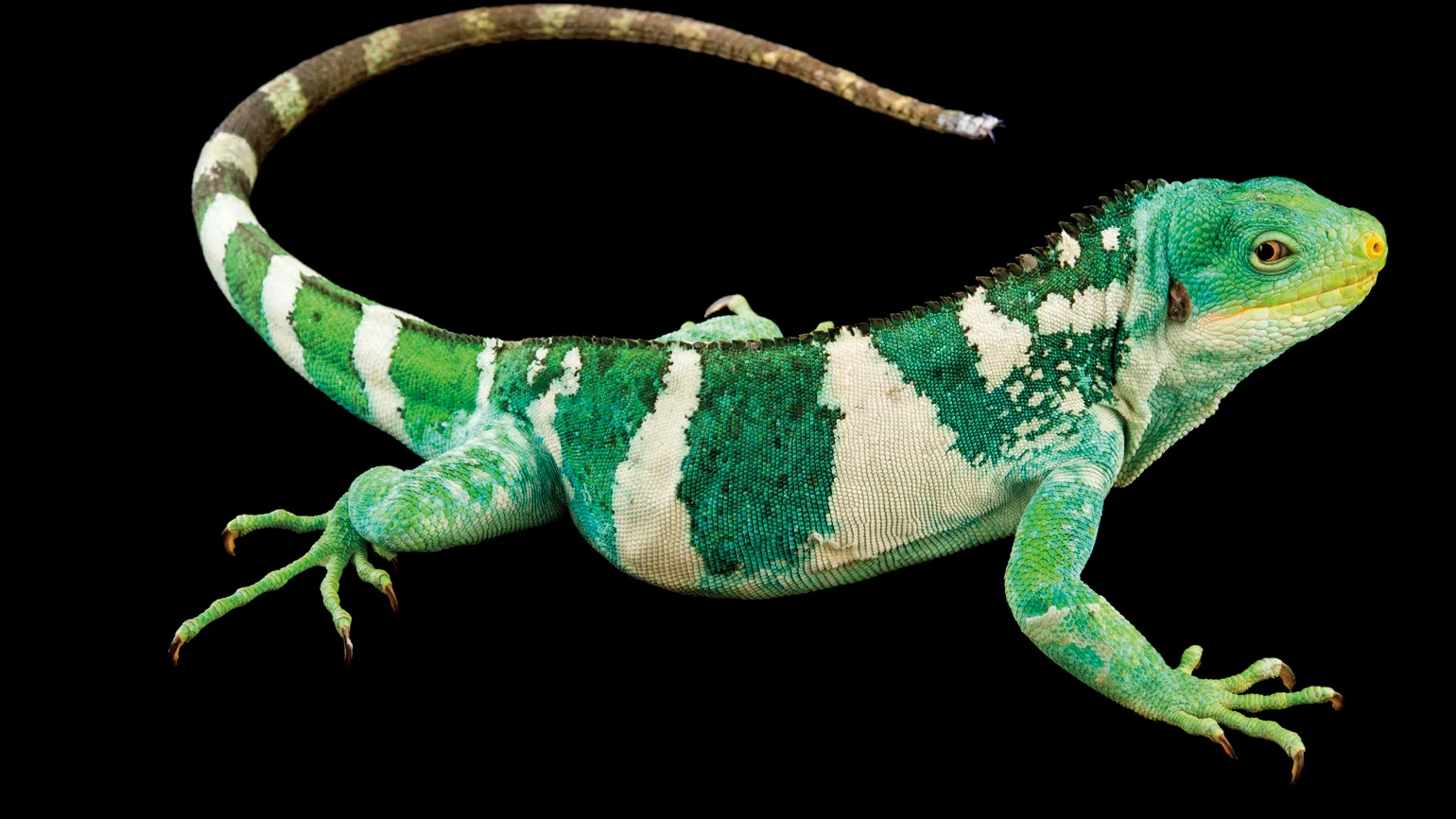 A Fiji banded iguana.