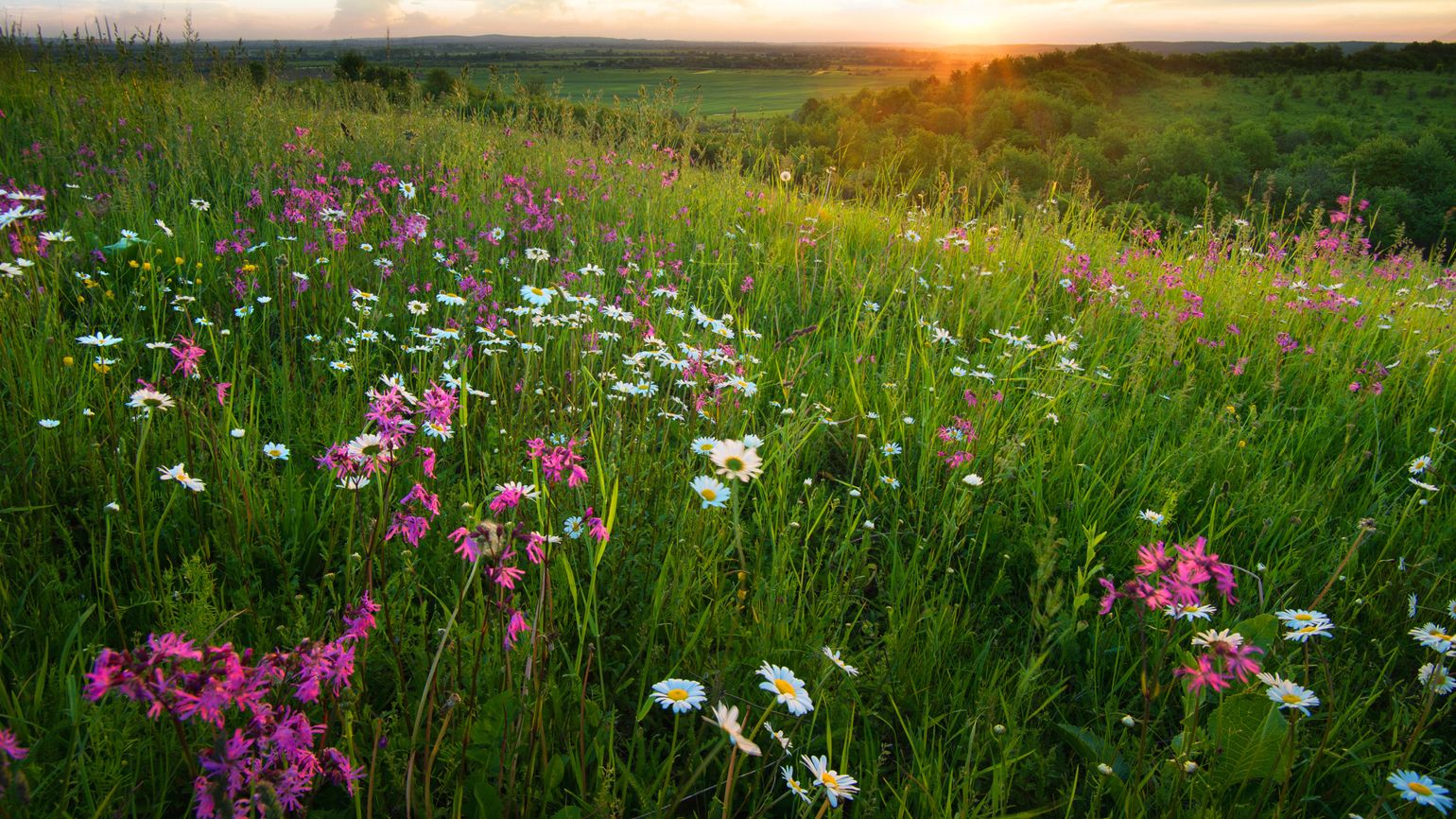 A spring field of wild flowers.