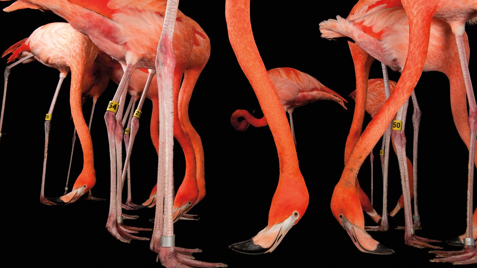 Caribbean flamingos.