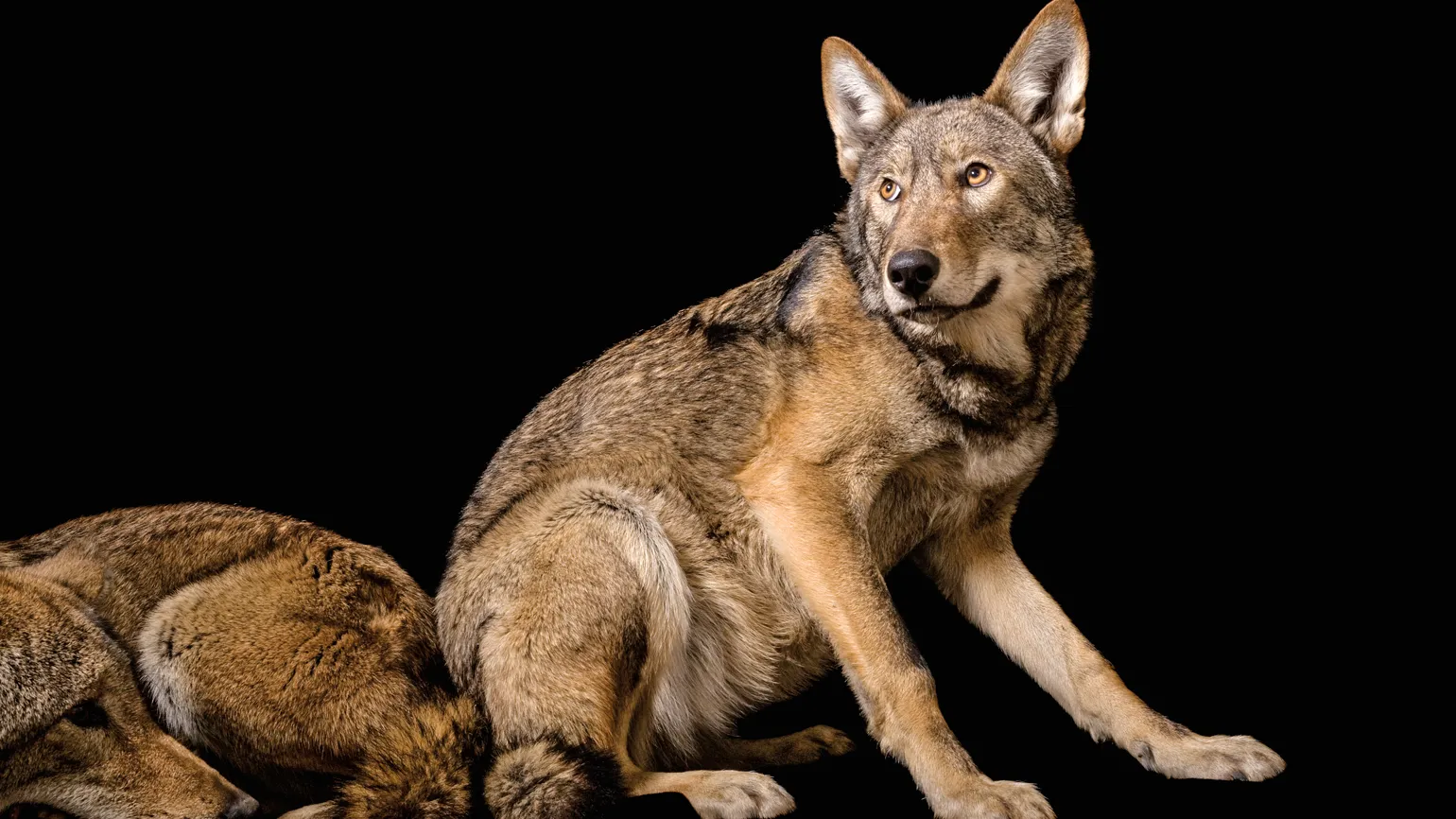 A pair of red wolves.