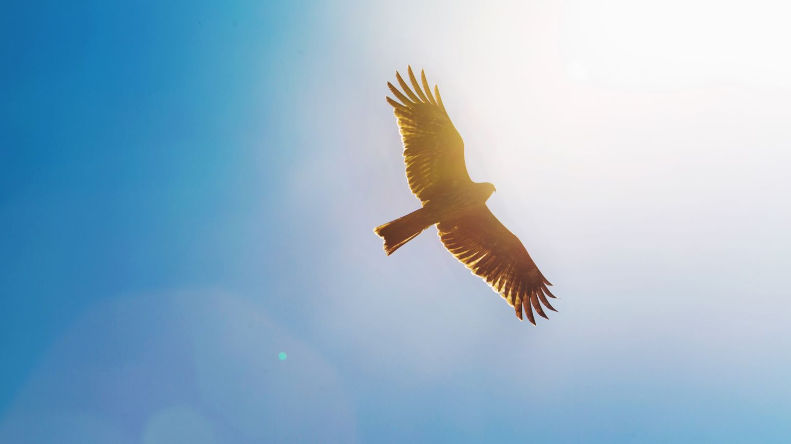 An eagle flying through a blue sky.