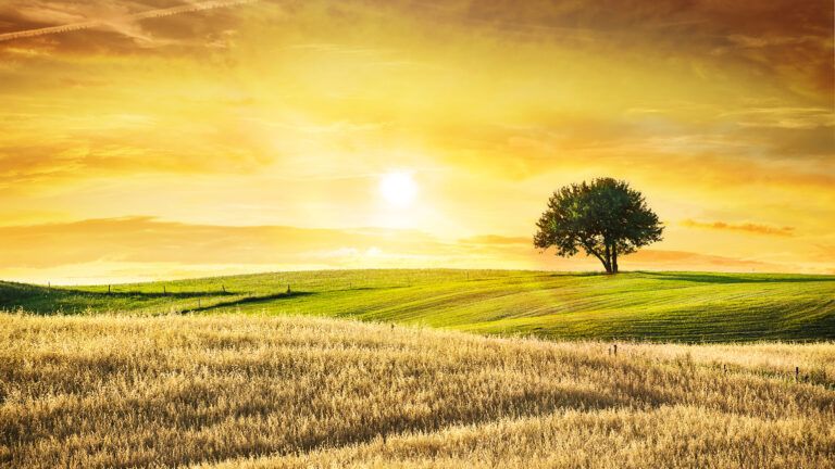 The sun rises over a golden field of wheat