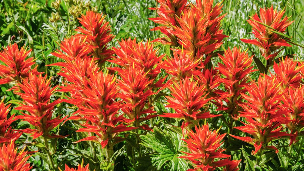 indian_paintbrush_marquee