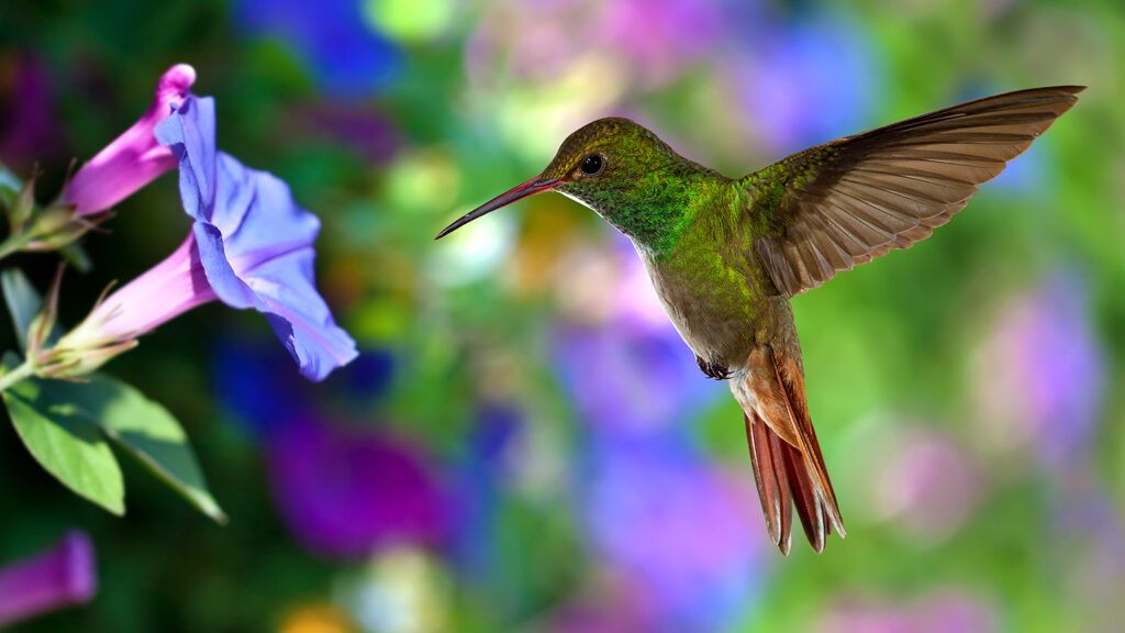 A hummingbird in flight approaches a flower