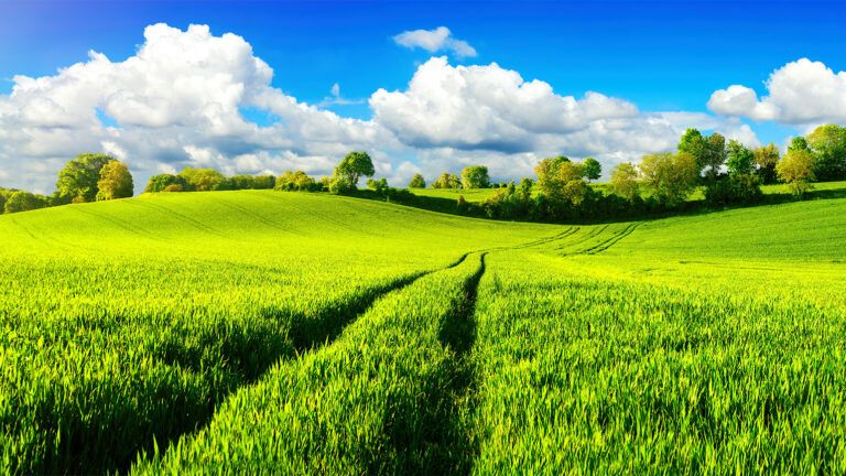 Parallel paths through a lush green field