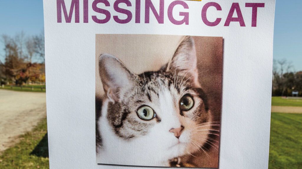 A missing cat poster taped onto a wooden post.