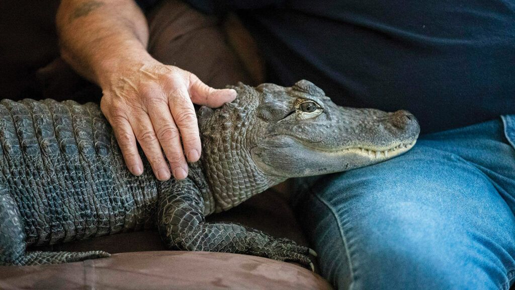 Wally the alligator and his caretaker.