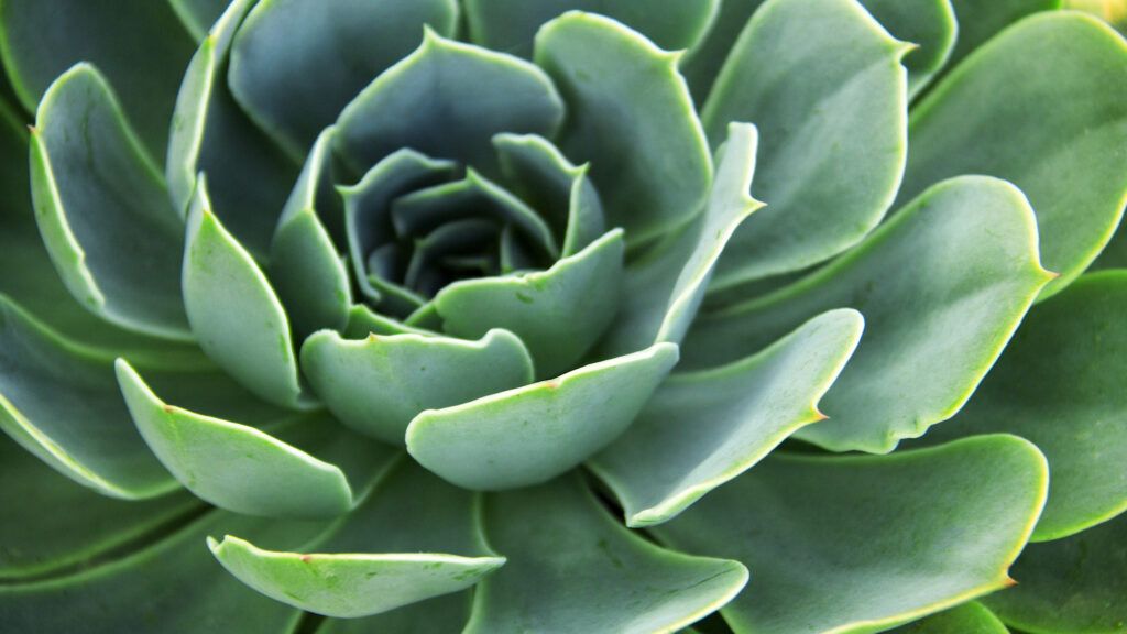 What a succulent plant can teach you