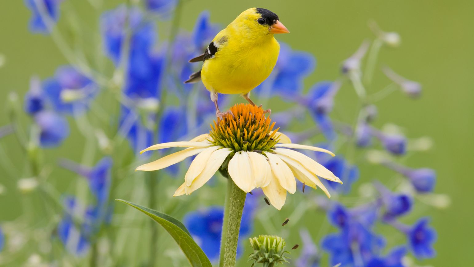 A yellow bird perched on a daisy.
