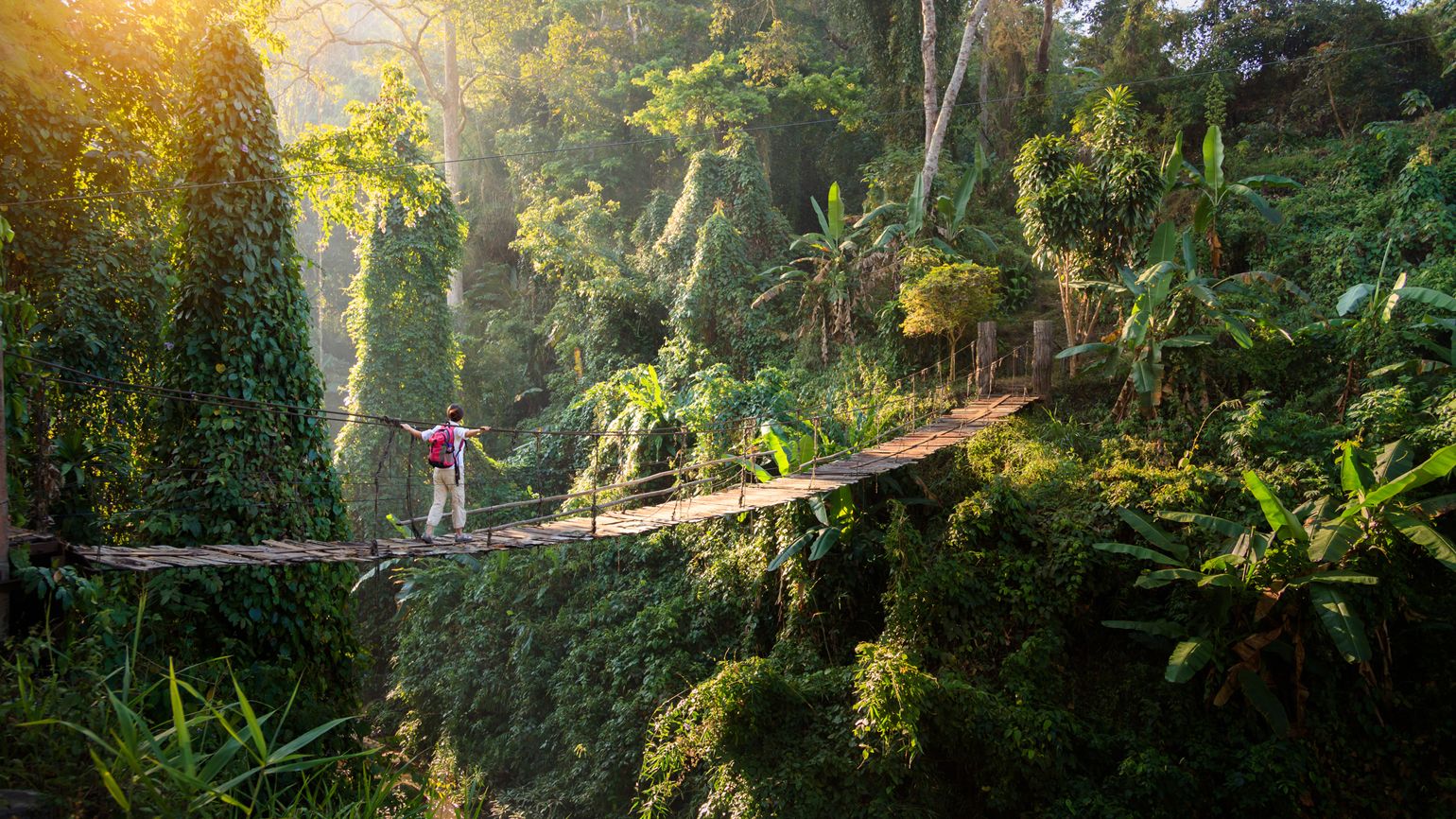 A man walking across a dangerous draw bridge in the rainforest.