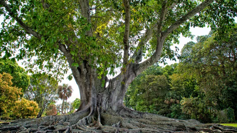 Fig tree