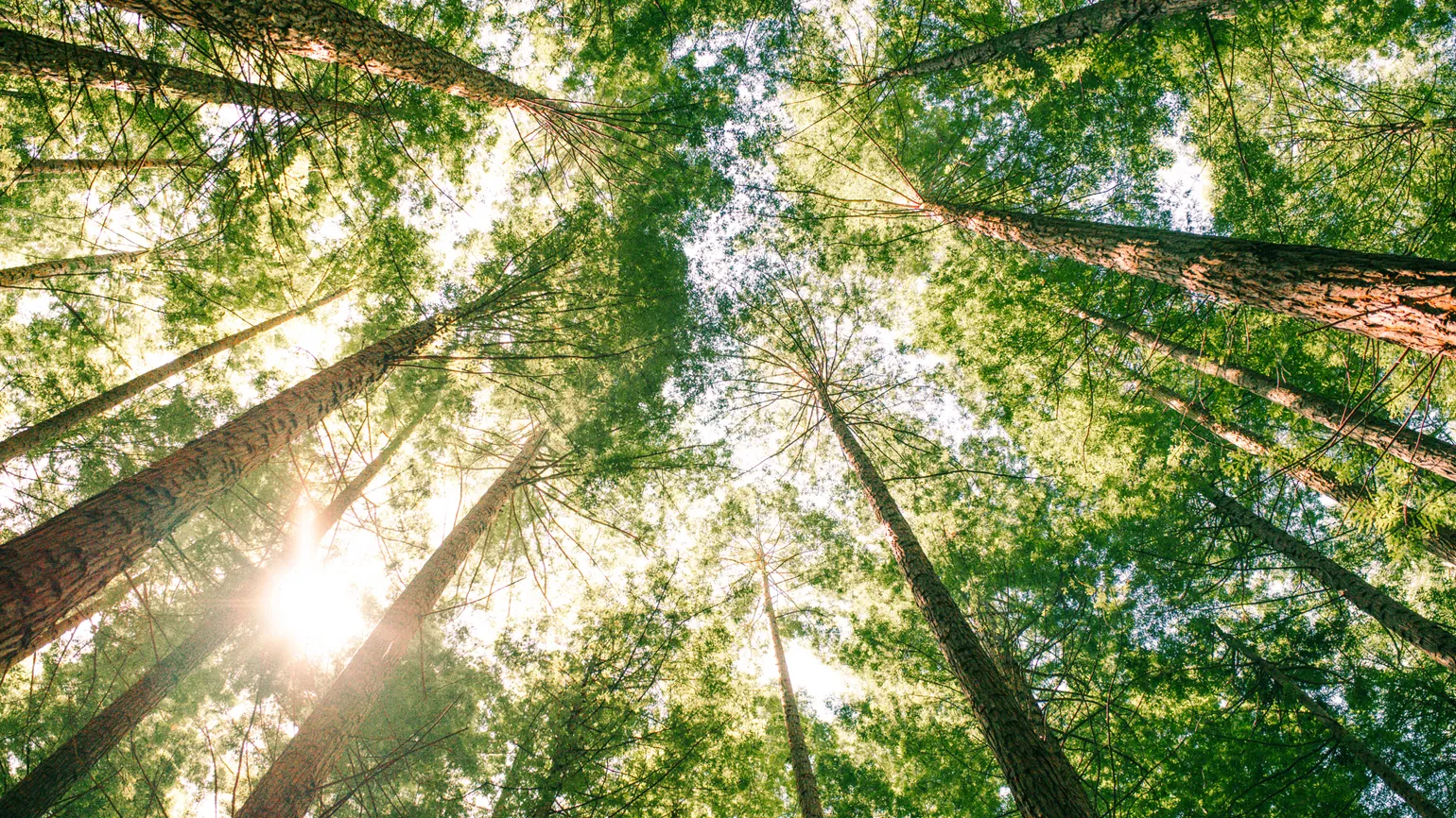 The Vastness of Creation: A tree canopy. Mysterious Ways Editors Share what makes them feel awe inspiration miracles gods grace