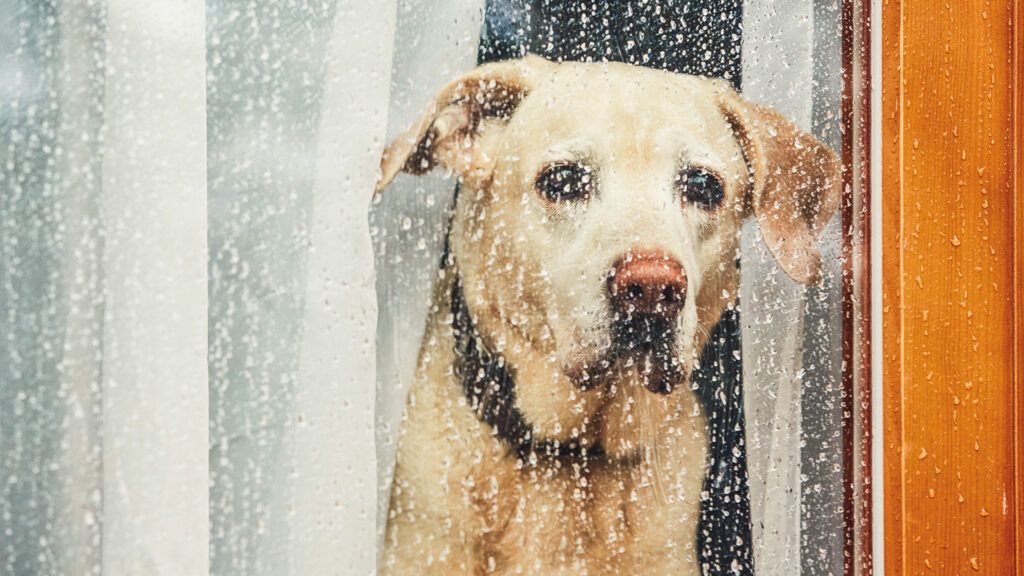 A lonely Labrador staring out of a rainy window.