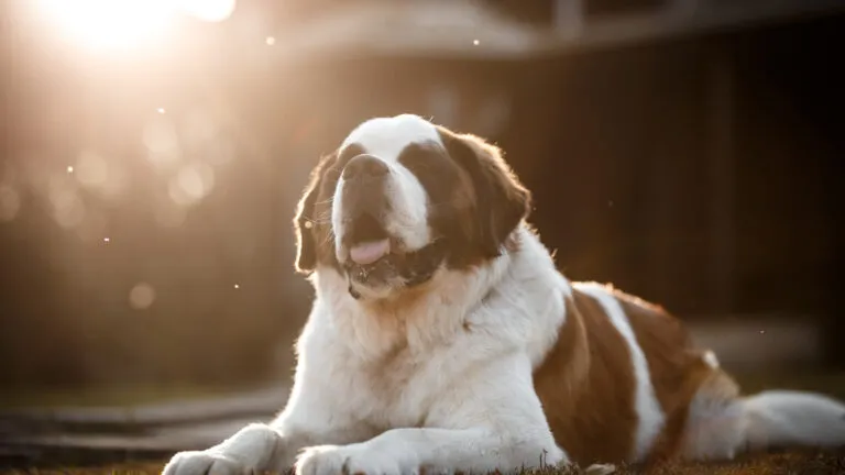 A St. Bernard relaxing on the grass as a heavenly light shines above.