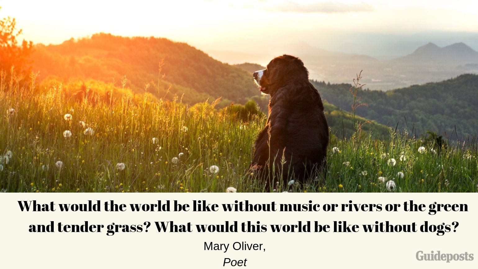 Sentimental Dog Quote: What would the world be like without music or rivers or the green and tender grass? What would this world be like without dogs? ―Mary Oliver, Poet dog lover