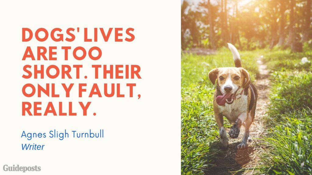 10 Sentimental Quotes for Every Dog Lover - Guideposts