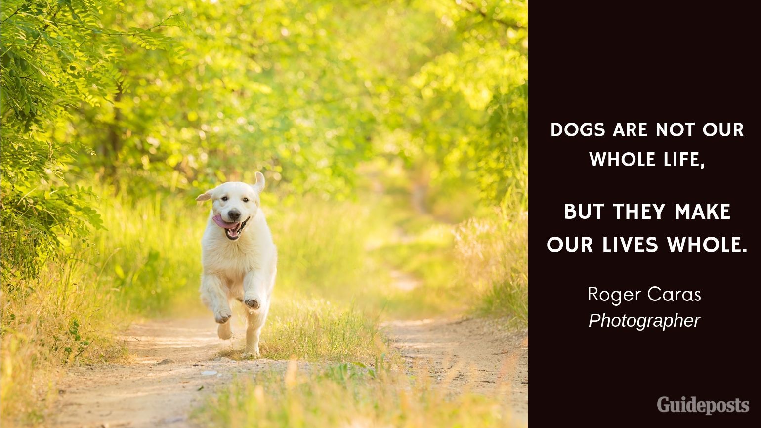 Sentimental Dog Quote: Dogs are not our whole life, but they make our lives whole. —Roger Caras, Photographer dog lover