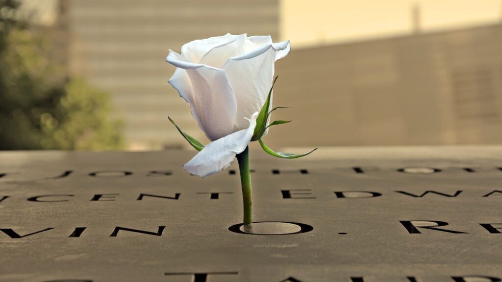 A white memorial rose on the 9/11 memorial in NYC.
