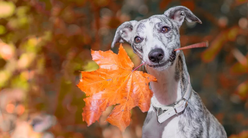 A dog with a large autumn leaf in his mouth