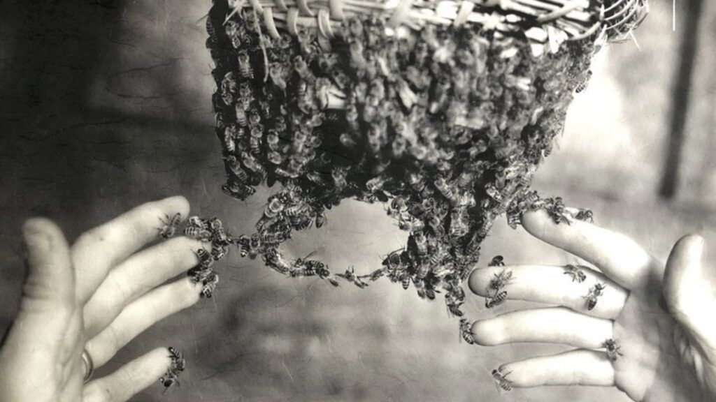A black and white photo of a beekeeper's hands handling a hive of bees.