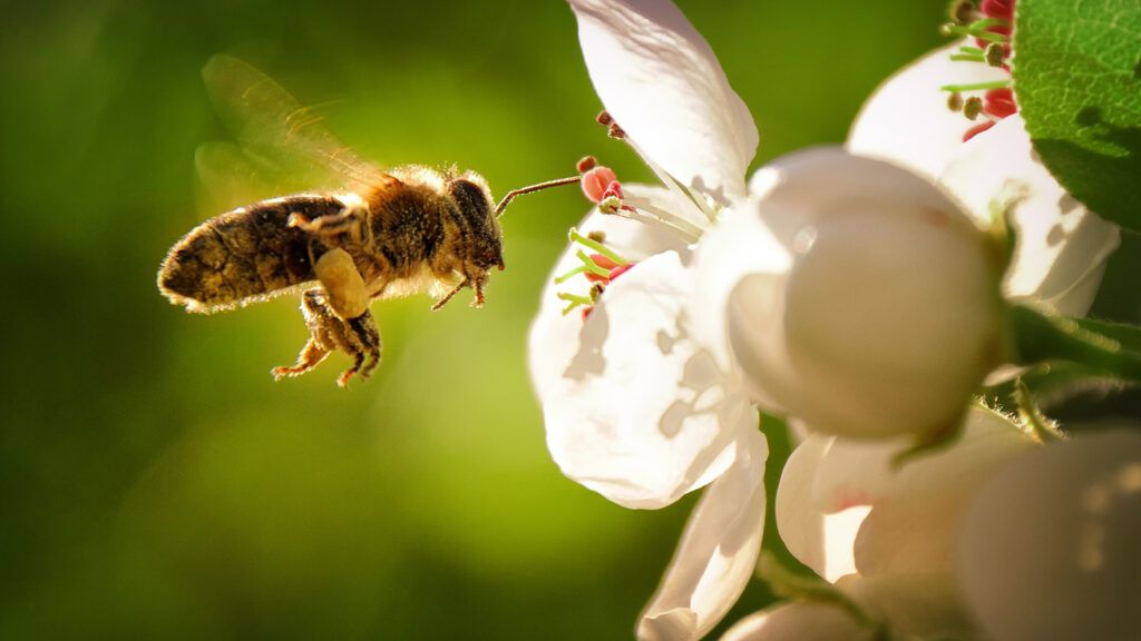 A single honey bee flying to a white flower.