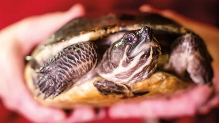 A close up of Diane the turtle.