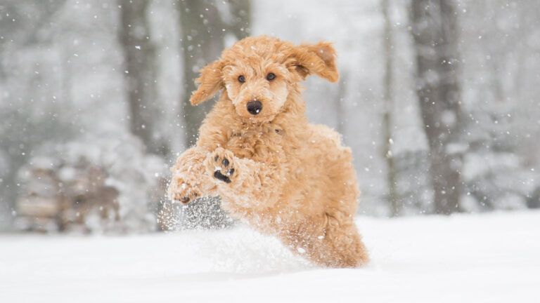 Dog running in the snow