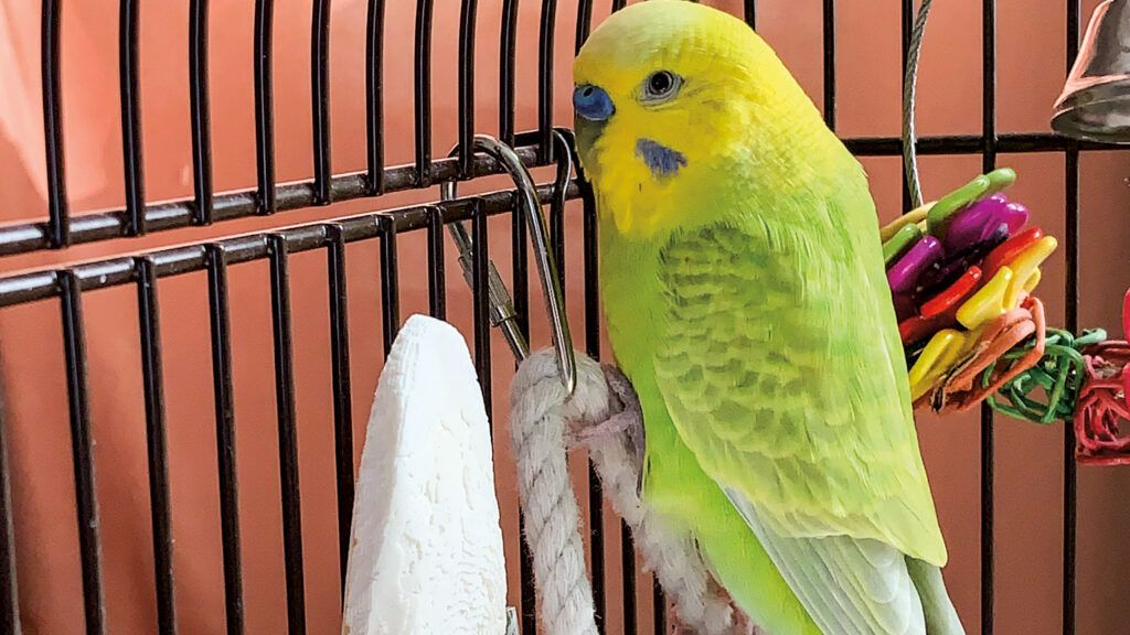 A small, green parakeet in a bird cage.