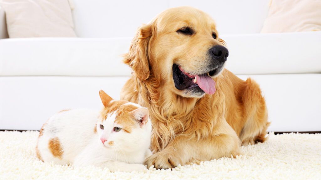 A golden retriever and a cat relaxing on a white carpet.