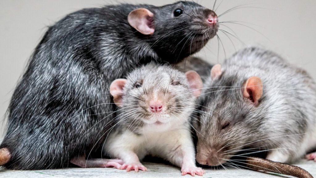 Franklin, Vincent and Xavier the therapy rats.