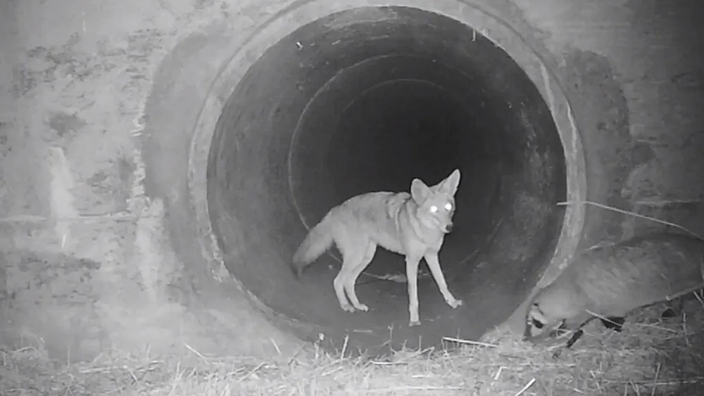 Coyote and badger walking through a human-made structure together