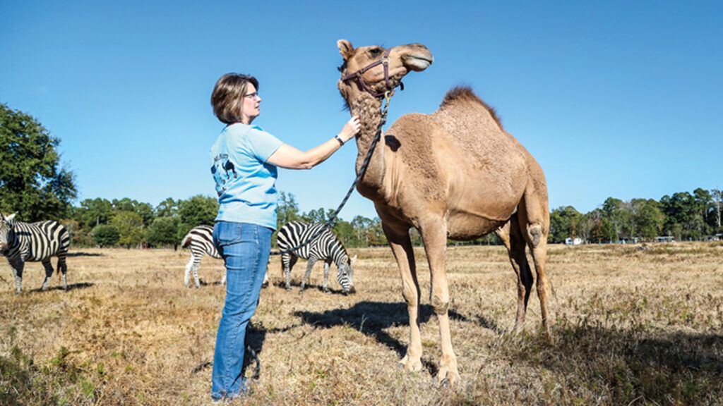 Joanna McMurry with one of her cherished camels, Sybil