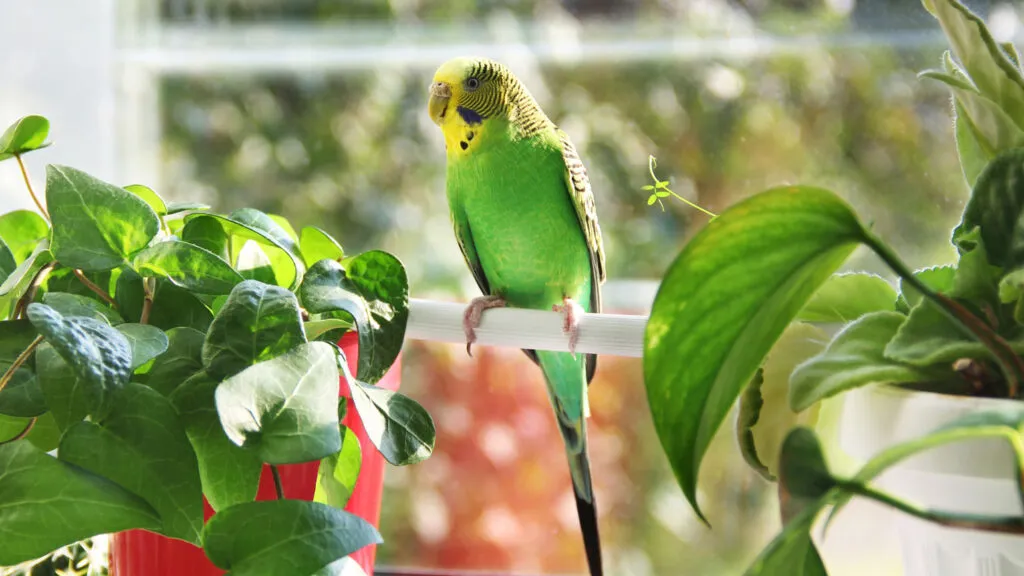 A persistent parakeet pecks a patient pussycat.