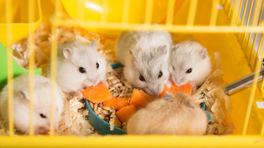 Hamsters in a cage gathered around a plate of carrots