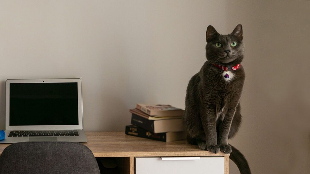 A black cat poses imperiously on a computer desk