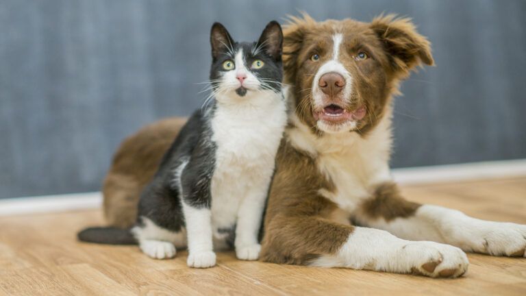 A cat and a dog