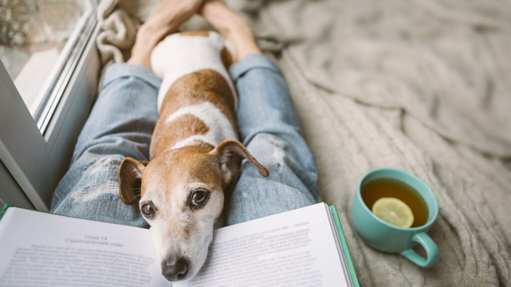A dog interrupting its owner's reading indoors.