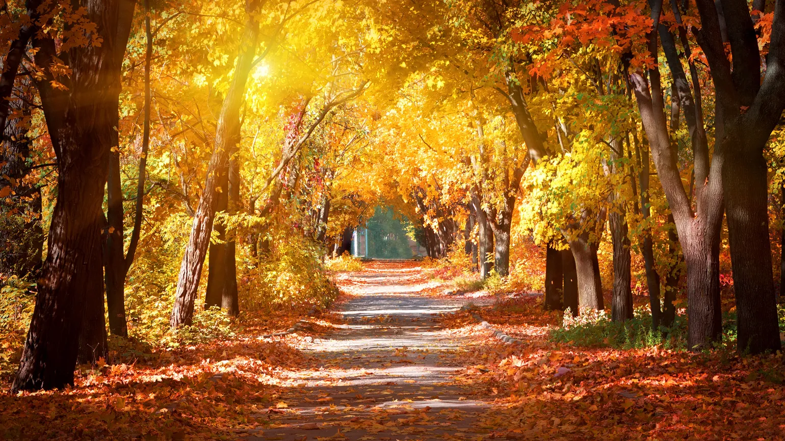 A path leading somewhere in the park during autumn.