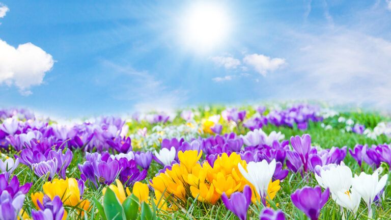 A field of crocuses on a sunny spring day