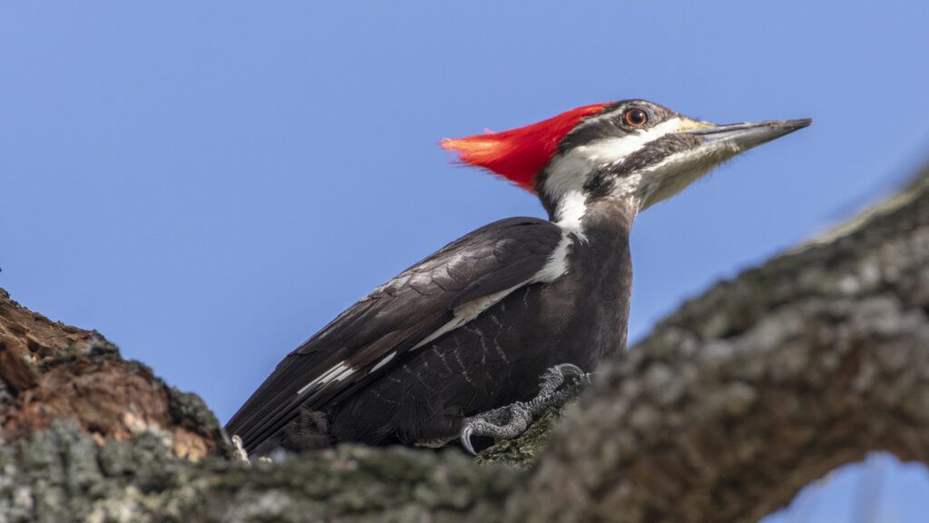 A pileated woodpecker in nature.