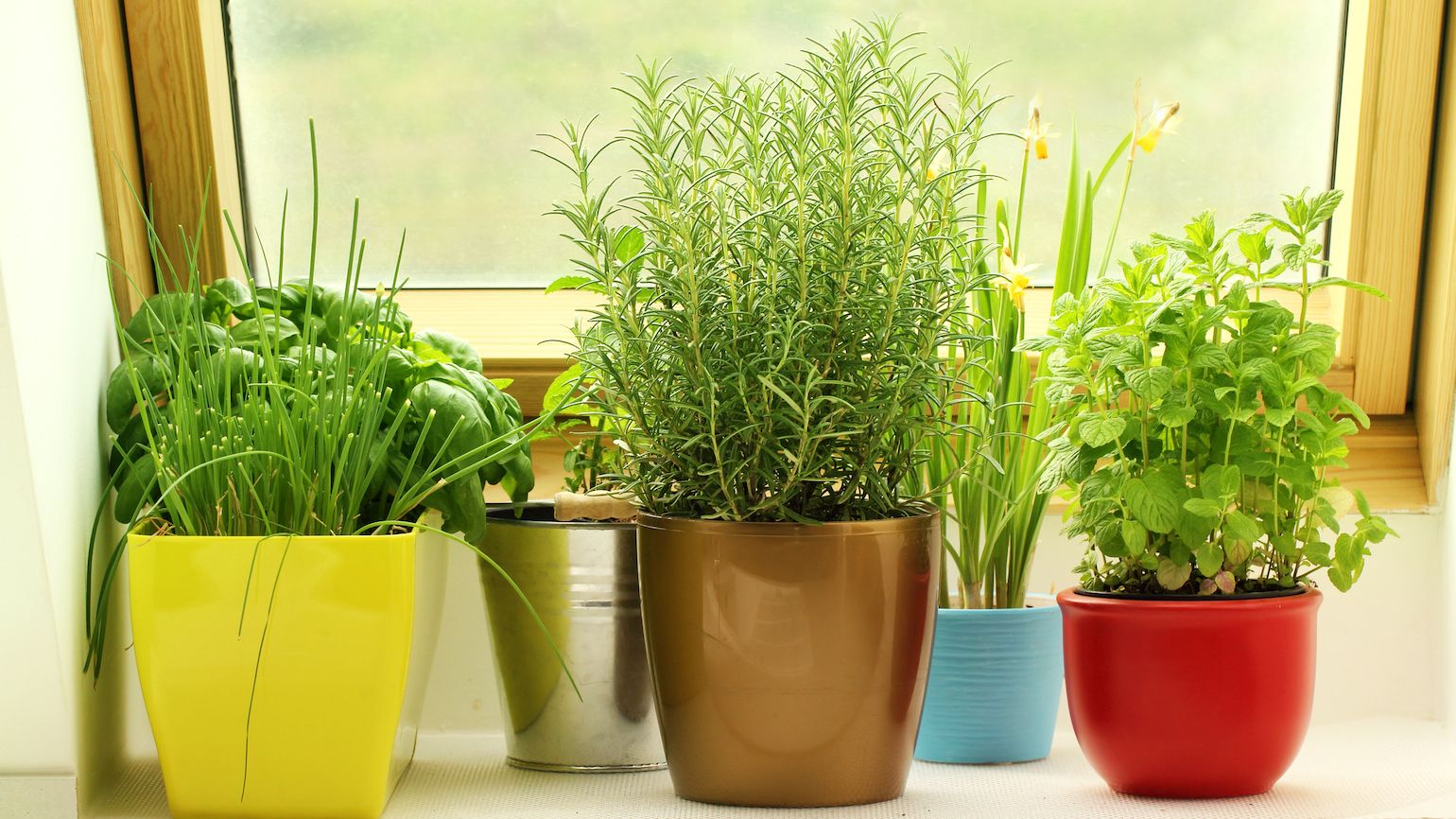 How to Grow Fresh Herbs in Your Kitchen | Guideposts